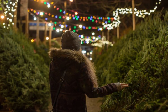 Top Long Beach Christmas Tree Farms