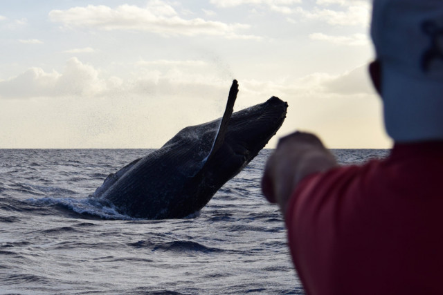 Man watching whale from boat