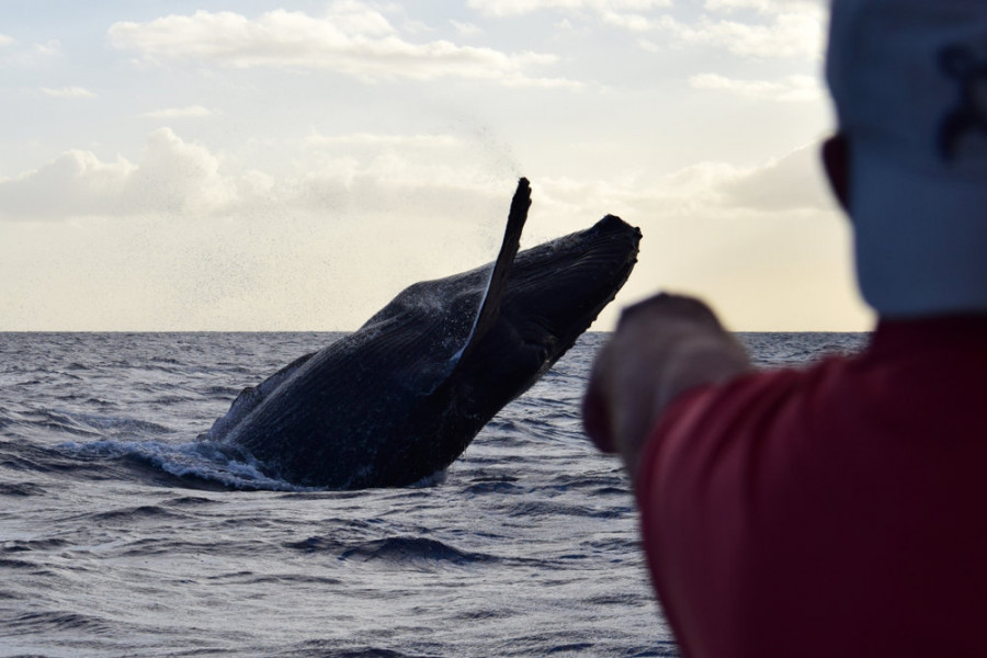 Best Whale Watching Tours