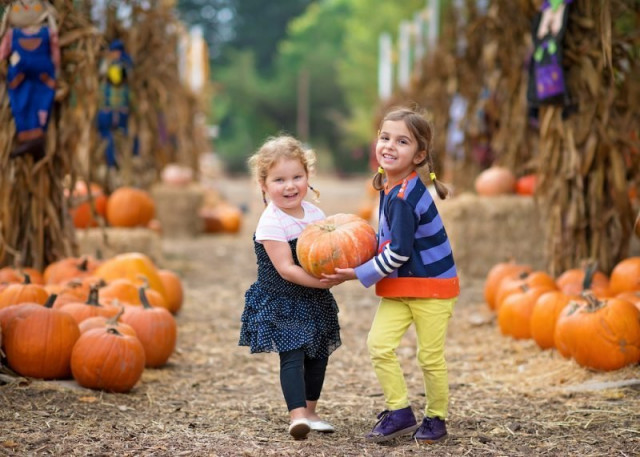 Guide to Long Beach Pumpkin Patches