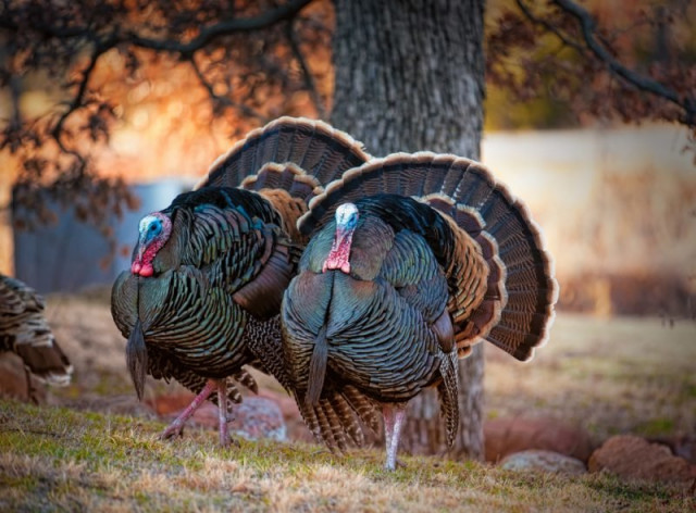 Guide to the Long Beach Turkey Trot 2019